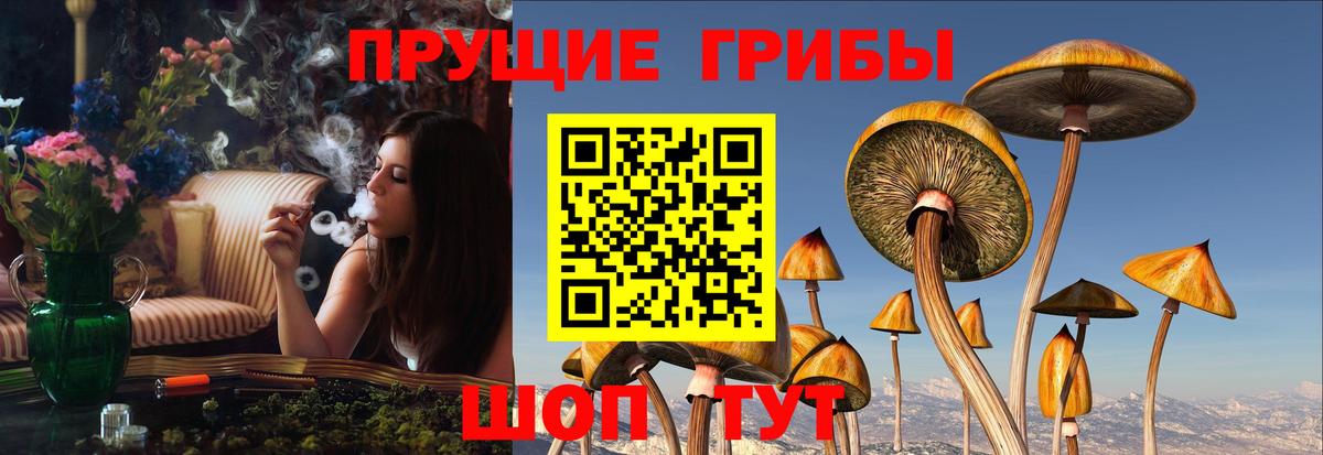 Псилоцибиновые грибы мицелий Шадринск